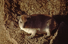 Procavia capensis