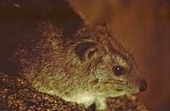 Procavia capensis
