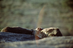 Procavia capensis