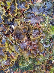 Peltigera membranacea