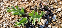 Othonna cakilifolia