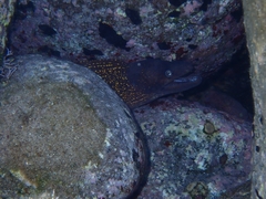 Muraena helena