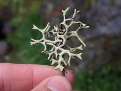 Hypogymnia imshaugii