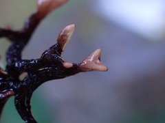 Hypogymnia imshaugii