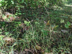 Muhlenbergia schreberi