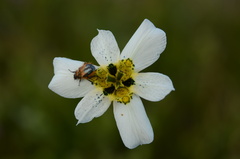 Moraea cantharophila