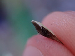 Hypogymnia imshaugii