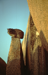 Procavia capensis