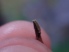 Hypogymnia imshaugii