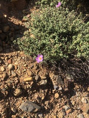 Cistus creticus
