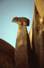 Procavia capensis