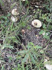 Trametes cubensis