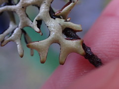 Hypogymnia imshaugii