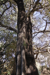 Diospyros mespiliformis