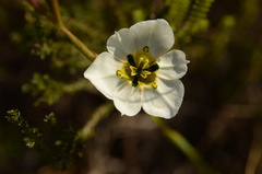 Moraea cantharophila