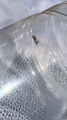 Toxomerus marginatus