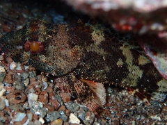Scorpaena maderensis