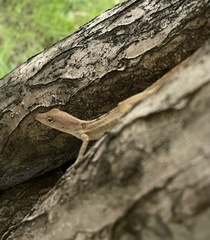 Anolis lineatopus