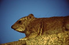 Procavia capensis