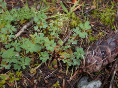 Acmispon parviflorus