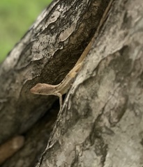 Anolis lineatopus