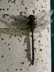 Coryphaeschna adnexa