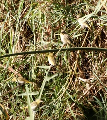 Ploceus