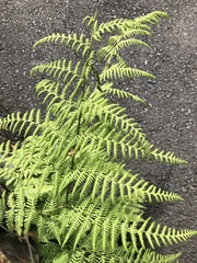 Macrothelypteris