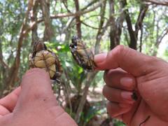 Kinosternon leucostomum