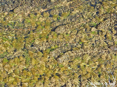 Myriophyllum quitense