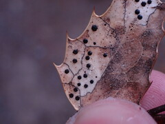 Coccomyces dentatus