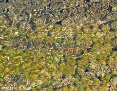 Myriophyllum quitense