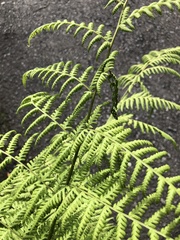 Macrothelypteris