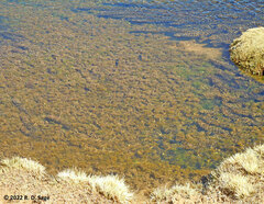 Myriophyllum quitense