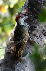 Campethera abingoni abingoni