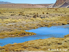 Myriophyllum quitense