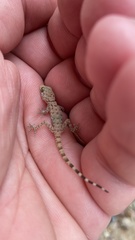 Cyrtopodion scabrum