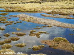 Myriophyllum quitense