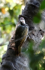 Campethera abingoni abingoni