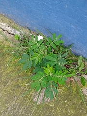 Senna multiglandulosa