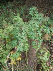 Rubus polonicus