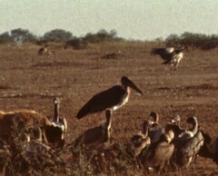 Leptoptilos crumenifer