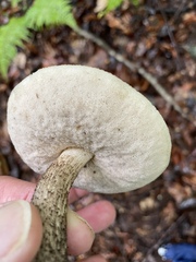 Leccinum holopus
