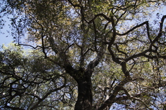 Diospyros mespiliformis