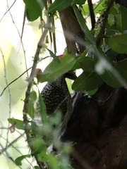 Campethera abingoni abingoni