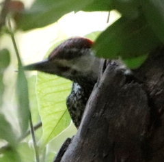 Campethera abingoni abingoni