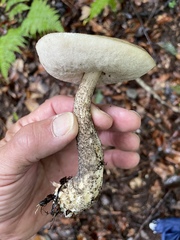 Leccinum holopus
