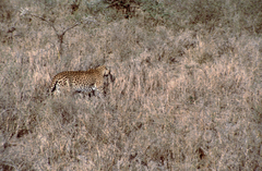 Panthera pardus pardus