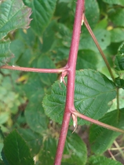 Rubus polonicus