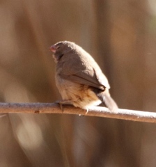 Lagonosticta senegala rendalli